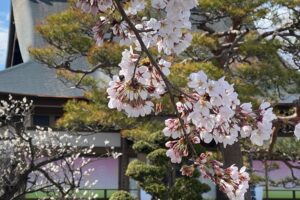 春季彼岸会永代経法要2025/3/20
